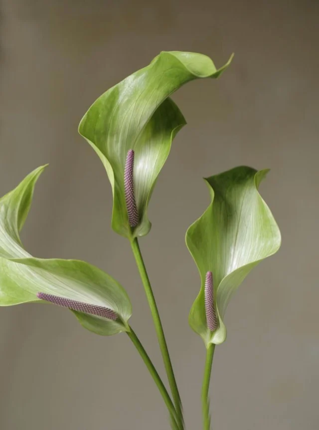 Pierwsze ciepłe dni przypominają o tym, że wreszcie będzie można zamienić grube zimowe kurtki na miękkie kardigany.  #aleksandrasuska 
#springvibes